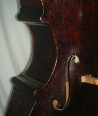 Salvadori